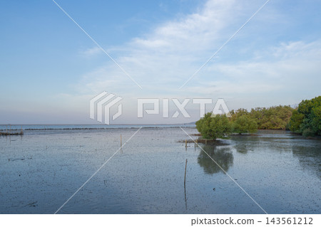 Mangrove wetland extending across a broad tidal mudflat with shallow water, coastal trees and open sky. Blue carbon storage, coastal conservation, climate resilience and ecosystem protection. Mangrove wetland extending across a broad tidal mudflat with shallow water, coastal trees and open sky. Blue carbon storage, coastal conservation, climate resilience and ecosystem protection. 143561212