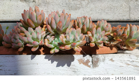 Beautiful group of Pachyphytum Compactum blossoming in garden, plant as a Floral background Beautiful group of Pachyphytum Compactum blossoming in garden, plant as a Floral background 143561891