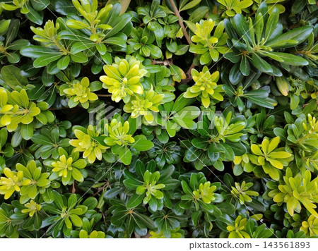 Pittosporum tobira or australian laurel green shrub 143561893