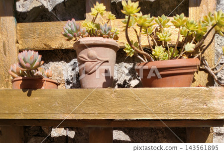 Beautiful group of Pachyphytum Compactum blossoming in garden, plant as a Floral background Beautiful group of Pachyphytum Compactum blossoming in garden, plant as a Floral background 143561895