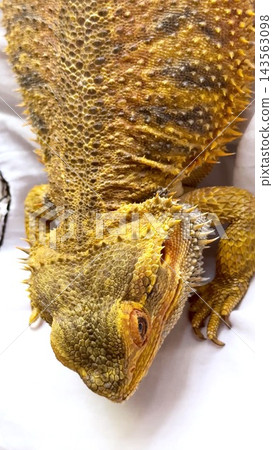 Bearded dragon rests on white surface, showing golden scales and rows of pointed spines. This calm lizard holds its head low, with textured skin and broad feet clearly visible, including claws. Bearded dragon rests on white surface, showing golden scales and rows of pointed spines. This calm lizard holds its head low, with textured skin and broad feet clearly visible, including claws. 143563098