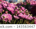 Pink chrysanthemum blooms buds sunny market garden closeup 143563447