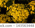 Yellow chrysanthemum flowers floral background 143563448