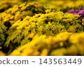 Yellow chrysanthemum carpet, selective focus macro 143563449