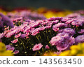 Pink chrysanthemums on stems with yellow bokeh 143563450