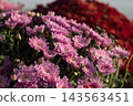 Pink chrysanthemums with red blurred background 143563451