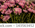 Pink chrysanthemum blossoms with long green stems 143563452