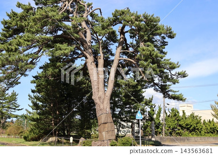 卡尼塔一本松公園裡的高大樹木,“鐵匠的松樹” 卡尼塔一本松公園裡的高大樹木,“鐵匠的松樹” 143563681