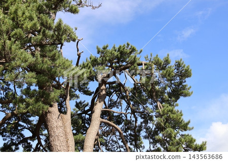 卡尼塔一本松公園裡的高大樹木,“鐵匠的松樹” 卡尼塔一本松公園裡的高大樹木,“鐵匠的松樹” 143563686