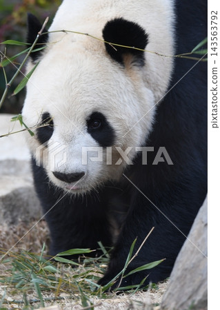 giant panda giant panda 143563792