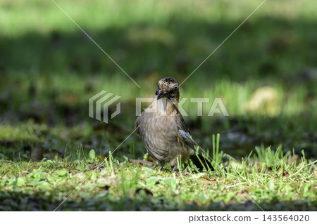 A Siberian Jay descends to a populated area. A Siberian Jay descends to a populated area. 143564020