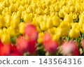 一張特寫照片，展現了許多黃色鬱金香花。 143564316