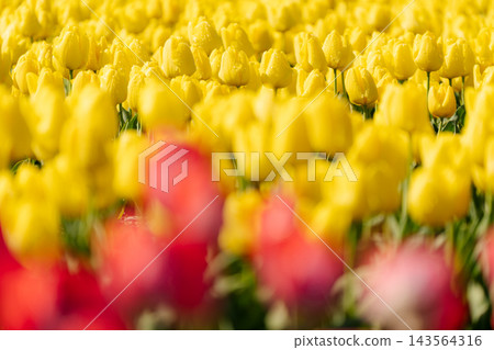 一張特寫照片，展現了許多黃色鬱金香花。 143564316