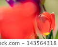 照片中只拍了一朵紅色的鬱金香，前景模糊，畫面放大。 143564318