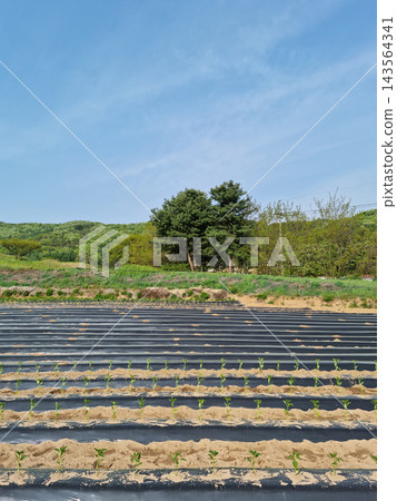 A field of pepper planted with pepper seedlings. A field of pepper planted with pepper seedlings. 143564341