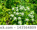 Edelweiss blooming on the Tanigawadake Horseshoe Ridge Trail in Minakami Town, Gunma Prefecture 143564809
