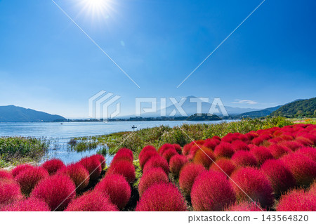 富士山和地膚,河口湖,秋天的紅地膚 富士山和地膚,河口湖,秋天的紅地膚 143564820