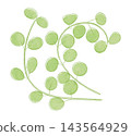 An illustration of chickweed, one of the seven spring herbs, in a watercolor style. 143564929