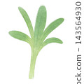 An illustration of Gogyo, one of the seven spring herbs, in a watercolor style. 143564930