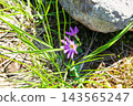 Primroses blooming near Ichinokuradake on the Tanigawadake Horseshoe Traverse Trail in Minakami Town, Gunma Prefecture. 143565247