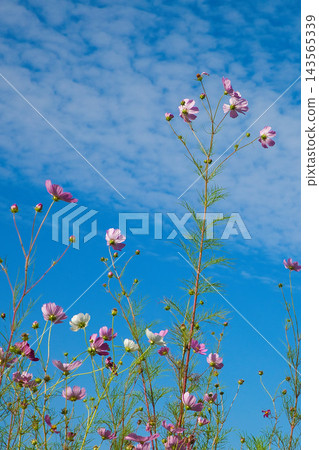 Cosmos blooming in the autumn fields Cosmos blooming in the autumn fields 143565339