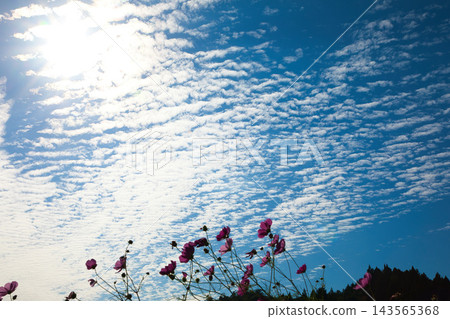 Cosmos blooming in the autumn fields 143565368
