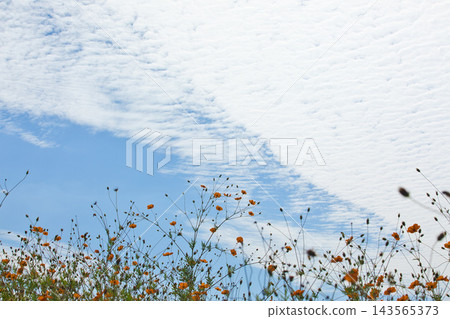 Cosmos blooming in the autumn fields Cosmos blooming in the autumn fields 143565373