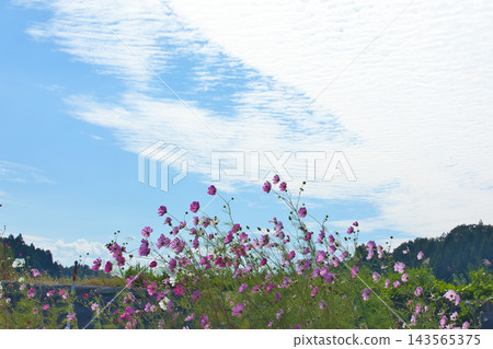 Cosmos blooming in the autumn fields Cosmos blooming in the autumn fields 143565375
