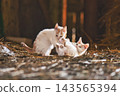 Two small kittens play together in a warm rustic barn setting Two small kittens play together in a warm rustic barn setting 143565394