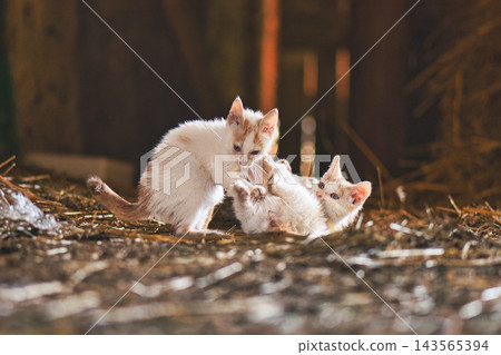 Two small kittens play together in a warm rustic barn setting Two small kittens play together in a warm rustic barn setting 143565394