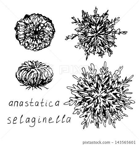 Spore desert plant, selaginella lepidophylla, jericho rose, resurrection flower, anastatica isolated on white background. Hand-drawn vector drawing, ink sketch, set. Spore desert plant, selaginella lepidophylla, jericho rose, resurrection flower, anastatica isolated on white background. Hand-drawn vector drawing, ink sketch, set. 143565601