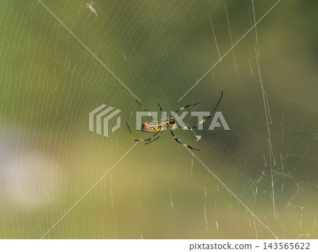 Nephila spider that stretches a thread 143565622