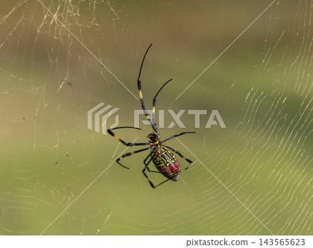 Nephila spider that stretches a thread Nephila spider that stretches a thread 143565623