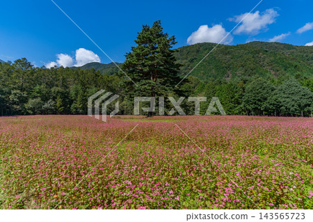 一片紅蕎麥花田和一棵孤零零的樹：紅寶石村駒岳花園 [長野縣上名郡] 143565723