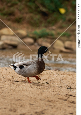 Mallard duck walking on sandy riverbank near water with natural blurred background in outdoor setting 143565837