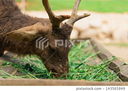 Close up view of brown deer with antlers eating fresh green grass in wooden feeding trough in outdoor environment 143565849