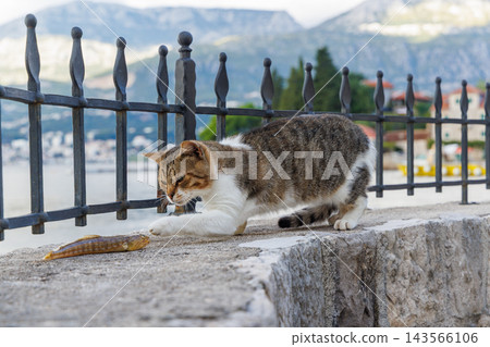 Cat trying to eat a freshly caught fish Cat trying to eat a freshly caught fish 143566106