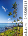 Hawaii landscape with ocean and palm trees 143566313