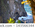 北海道積丹半島積丹岬海岸線及海浪拍岸的景象 - 北海道積丹町 (1) 143566344
