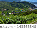從通往北海道積丹半島積丹岬燈塔的步道上可以看到伊里卡村落（2） 143566348