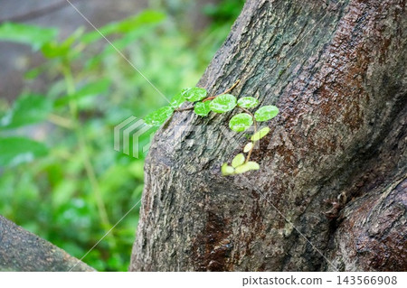 雨後，樹木上掛著濕潤的綠色。 143566908