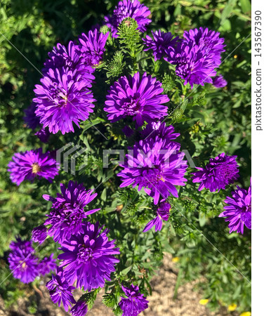 Vibrant purple asters (Ezo chrysanthemums) blooming profusely in the flowerbed. Vibrant purple asters (Ezo chrysanthemums) blooming profusely in the flowerbed. 143567390