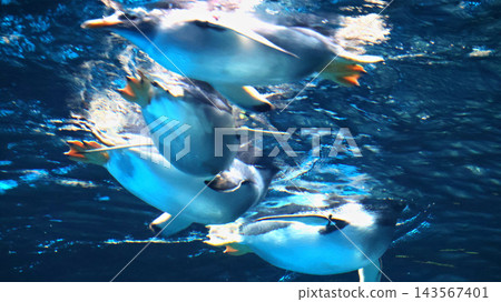 Penguins swimming together Penguins swimming together 143567401