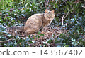 A cat resting with grass 143567402