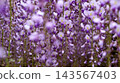  Wisteria flowers 143567403