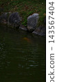 Carp in the park 143567404
