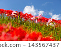 粉紅色的夏日水仙花被紅色的彼岸花（Lycoris radiata）環繞，將茨城縣日立田市新宿町的源氏川兩岸染成了紅色。 143567437