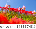 粉紅色的夏日水仙花被紅色的彼岸花（Lycoris radiata）環繞，將茨城縣日立田市新宿町的源氏川兩岸染成了紅色。 143567438