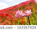 粉紅色的夏日水仙花被紅色的彼岸花（Lycoris radiata）環繞，將茨城縣日立田市新宿町的源氏川兩岸染成了紅色。 143567439