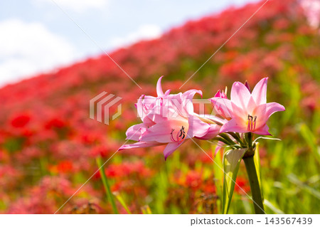 粉紅色的夏日水仙花被紅色的彼岸花（Lycoris radiata）環繞，將茨城縣日立田市新宿町的源氏川兩岸染成了紅色。 143567439